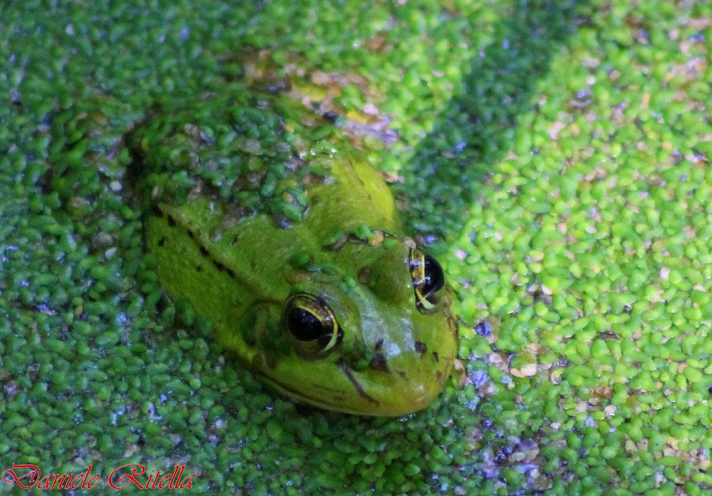 Qualche Pelophylax sp.!!! (prov. Caserta)